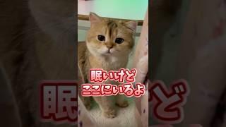 If you grin at the sight of a cat, you're out lol