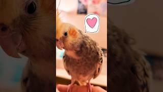 Do you think I'm cute?  #cute #birds #chicken #funny #viral #pets #shorts #aww #fyp #fypage #love