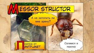 Ants Messor structor Поилка от AntPlanet, открыл второй этаж в формикарии