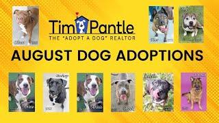 August Dogs Up For Adoption | The Adopt a Dog Realtor