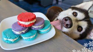 We Made Macarons For Dogs | DIY Dog Treats