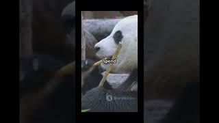 Share with a panda lover! #love #animallife #dog #subscribe #fun #funny #panda #puppy #cute #pets