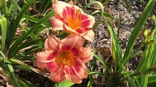 ENCHANTED FORESTBLOOMING DAYLILY RUSSIAN SAGA BLACK-EYED SUSAN