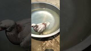 KABUTAR LOVER ️#kabutar #pigeon #pigeons #birds #kabootar #pigeonpose #pigeonlove #kabutarbazi