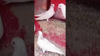Ustad Asif Ali pigeons#vlogs #movie #amazing #s #vlogs 
