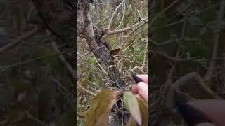 КИЗИЛ, ТЕРН карликовый. Сохранность на деревьях на 02.12.24 #сад #fruit