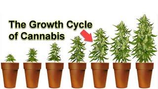 COMMERCIAL CANNABIS LIFE CYCLE - CLONE TO HARVEST - HPS LIGHTS - HYDROPONICS - INDOOR GROW