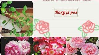 Обзор посылки с розами из питомника "Вокруг роз". Зимняя прививка. #розы#уральскиерозы