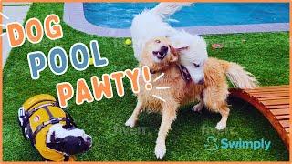 my dog (Oatmeal) makes things weird at a puppy pool party