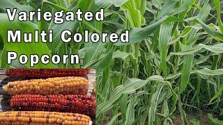 A Rainbow on the Cob: My Multi-Colored Variegated Corn Project