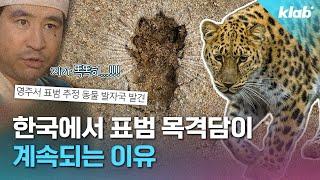 전세계 단 120마리 남은 한국표범 다 어디 간 걸까?｜크랩