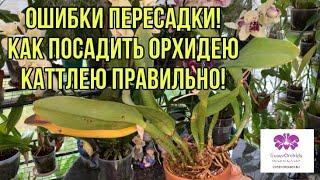 Работа над ошибками! ПЕРЕСАДКА ОРХИДЕИ КАТТЛЕЯ