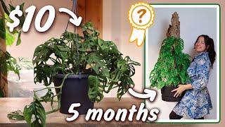 $10 Plant Challenge, 6 Youtubers, 1 Winner