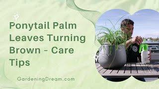 Ponytail Palm Leaves Turning Brown – Care Tips