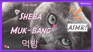 [ASMR] Cat Sheba Pate Mukbang (먹방)