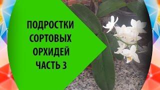 Подростки Орхидей: часть 3 - уход летом