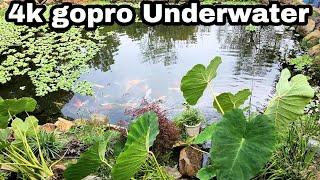 4K Underwater paddlefish and koi at Ohio Fish Rescue