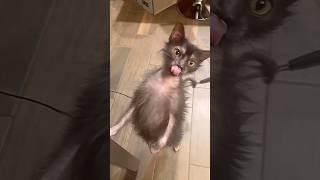 Весна и соседская дочка - кот папаша в шоке #котики #мем #прикол #озвучка