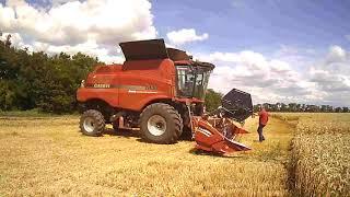 Harvesting of super elite seed wheat in the seed farm