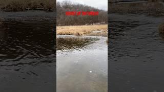 Secret of the Forest #tenkara #flyfishing #fishing #wisconsin #wildlife #wisconsinfishing #driftless