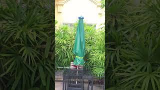 Tropical Plant Decor Ideas | Creative Gardens & Plants #plants
