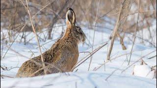 KEKLİK TAVŞAN AVI (KARDA ÇOK NET POZİSYONLAR)  partridge rabbit hunting охота на куропатку и кролика