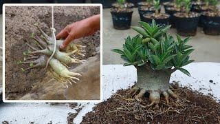 How to plant adenium that you just bought online. desert roses bonsai plants