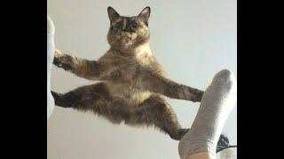  Super Funny Super Cats!  Videos of funny cats and kittens for a good mood! 