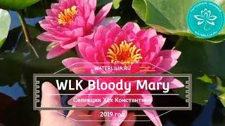 Нимфея WLK Bloody Mary (кувшинка WLK Кровавая Мэри), селекции Хох Константина Waterlilia.ru 2019 г.