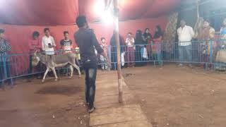 Pannalal Show (Talented Donkey Show)