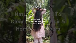 Clear Lice in 48 hours (100% Natural Method)