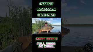 Pescuit  La Bradeni Pe Canicula  CRAPI MARI , #4k #shorts #carpfishing #pescuit #carp #nature