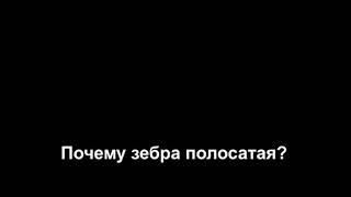 Почему зебра полосатая?