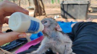 Live experience new baby monkey arrivals in Neverland