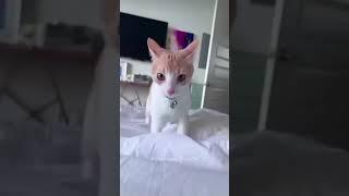 Cats being cats compilation 21 #cats #funny #funnycats #shorts