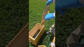 How to Raise a Queen Bee with a Walk-Away Split | Step-by-Step Guide  #bee #beekeeping #grafting