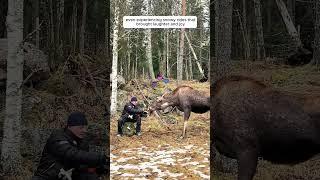 This man adoped a moose calf who then became... #moose #animals #shorts