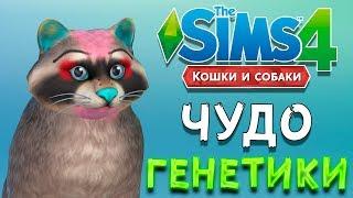 ЧУДО ГЕНЕТИКИ ЕНОТ | The Sims 4 Кошки и Собаки