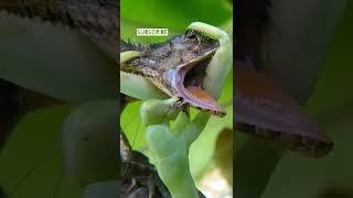 Nature fight Big Praying Mentis  vs Big Lizard  #shorts #hd  #insects #big #wild #forest