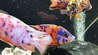 African chichlids/ Malawi buntbarsch/ Aulonocara Kaiser buntbarsch