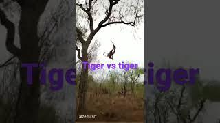 Tiger vs Tiger #mixmax by pradipta #how