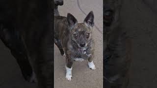 Puppy Dog Betty Girl Trots On Back In From Outside. #betty #bettygirlshorts #puppy #dog #video