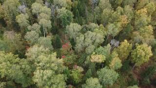 Russia, Siberia, taiga from the air video 4k