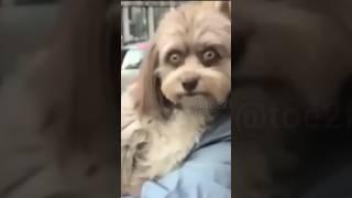 Skinwalker DOG #shorts