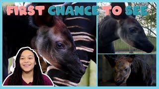 Meet a Baby Okapi! | First Chance to See | BBC Earth Kids