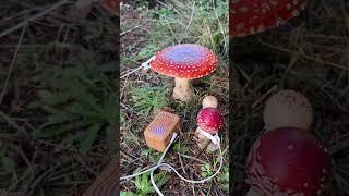 Do mushrooms communicate? Research has shown that mushrooms are connected to each other through a