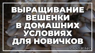 Выращивание вешенки в домашних условиях для новичков | toNature.Info