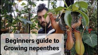 Beginners guide to nepenthes (pitcher plant)