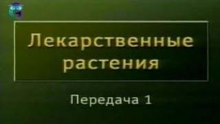 Передача 1. Целебные свойства лекарственных растений. Растения - источники витамина С