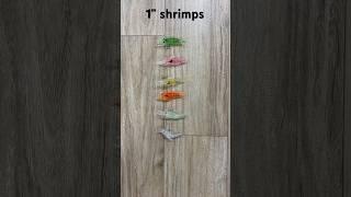 1” SHRIMPS | HOOKS| BABJI FISHIMG TACKLES | MUMBAI 9326865679 #fishing #fishingtackle #fish